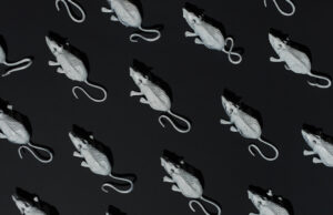 Dream Analysts Explain What It Means if You’re Dreaming of Rats