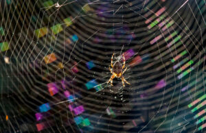 What Dreams About Spiders Mean IRL