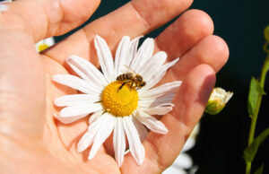 The Spiritual Meaning of Bees and What It Means if You See One