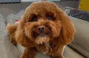 How to lift a subject from the background in Photos in iOS