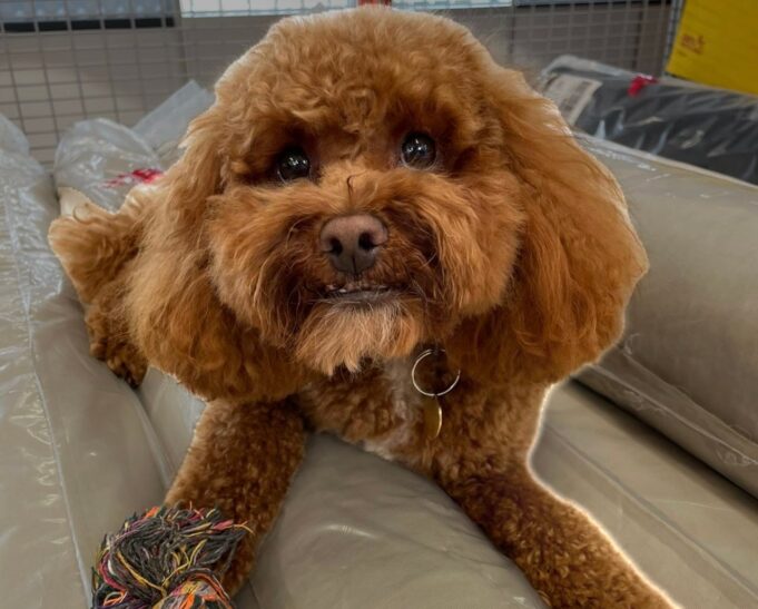 How to lift a subject from the background in Photos in iOS