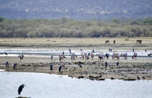 Top Five National Parks in Tanzania to Visit