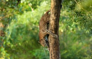 How to See Leopards in Sri Lanka in the Wild