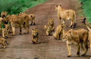 Things to Do in Queen Elizabeth National Park