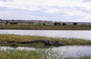 A Thrilling Day Trip to Chobe National Park, Botswana