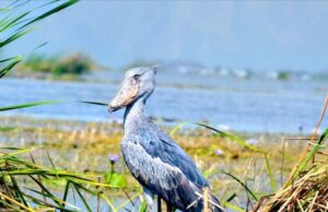 Activities in Semuliki National Park
