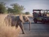 Top Tips for Booking an African Safari With An Agent