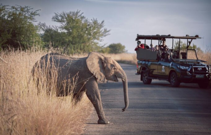 Top Tips for Booking an African Safari With An Agent