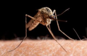 CDC Issues Warning as ‘Sloth Fever’ Arrives in US from South America | The Gateway Pundit