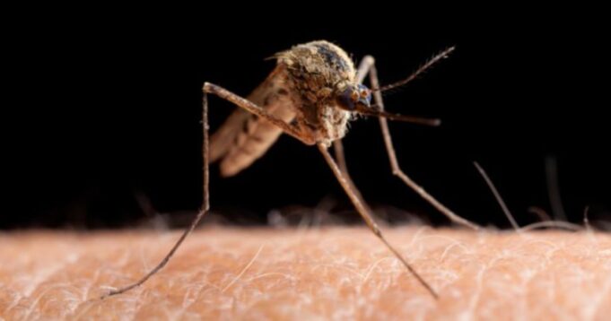 CDC Issues Warning as ‘Sloth Fever’ Arrives in US from South America | The Gateway Pundit