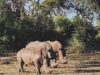 Discover the Rhinos of Mosi-oa-Tunya National Park