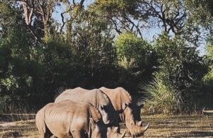 Discover the Rhinos of Mosi-oa-Tunya National Park