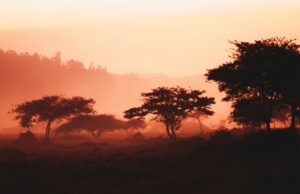 8 Days in Rwanda Itinerary: Trekking, Tea Plantations, and Gorilla Conservation