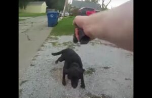 Community Outraged as Cop Who Shot Family Pup in Front of Young Kids Is Found to Be Behind the Death of Another Dog | The Gateway Pundit
