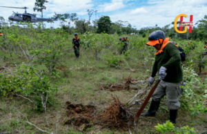 Peru’s Aggressive Coca Leaf Eradication Efforts: A Key Strategy in the Global Fight Against Cocaine