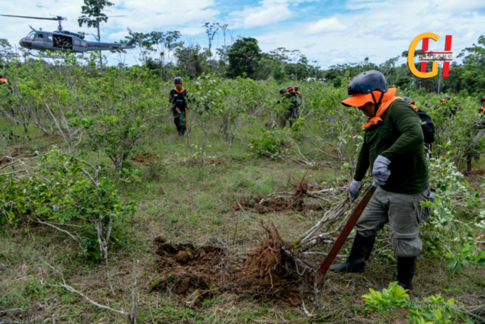 Peru’s Aggressive Coca Leaf Eradication Efforts: A Key Strategy in the Global Fight Against Cocaine