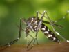 Voluntary Lockdown Imposed at Four Massachusetts Towns to Combat Deadly and Incurable Mosquito-Borne Disease | The Gateway Pundit