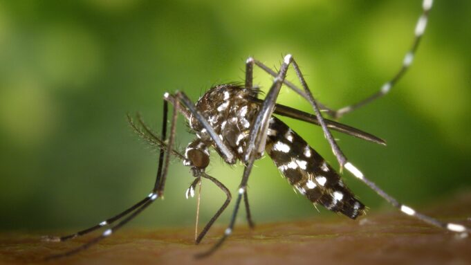 Voluntary Lockdown Imposed at Four Massachusetts Towns to Combat Deadly and Incurable Mosquito-Borne Disease | The Gateway Pundit