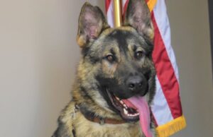 Missouri Police Officer Charged in the Death of His K-9 Partner | The Gateway Pundit