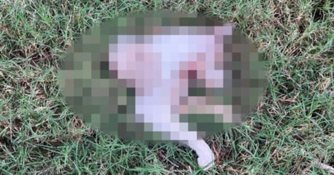 BREAKING: Not Just Springfield, Ohio — Three Cats Found Mutilated, Cut in Half with Paws Cleanly Chopped Off, No Blood at the Scene in Houston, Texas in Less Than Two Weeks | The Gateway Pundit