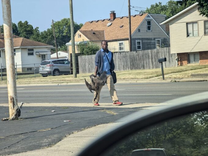 LISTEN: Leaked Audio of a 911 Call Reveals Springfield, Ohio Resident Reporting Group of Haitians Carrying Geese | The Gateway Pundit