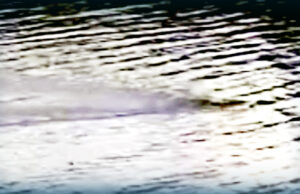 WATCH: Footage Suggests There Are Currently TWO Loch Ness Monsters | The Gateway Pundit