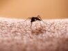 Triple E vs West Nile Virus: What’s the Difference?