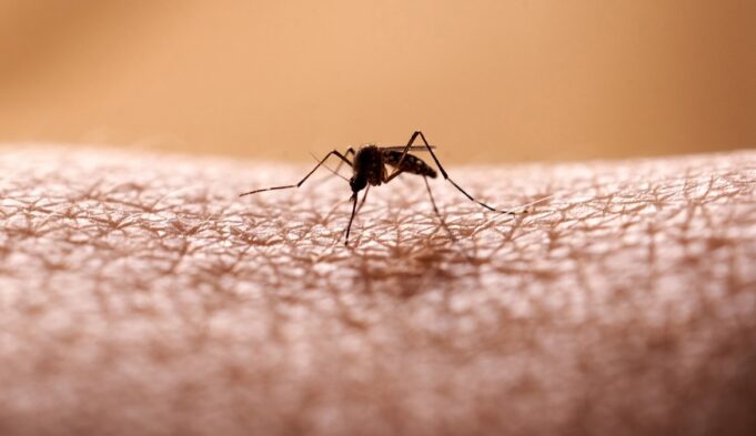 Triple E vs West Nile Virus: What’s the Difference?