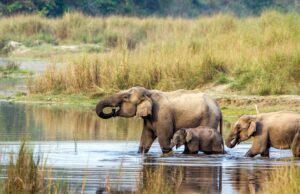 Volunteer with Elephants in Nepal: A Volunteer’s Perspective