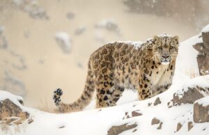 Tracking Snow Leopards in Nepal: A Complete Guide