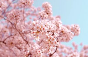 Why Travel To South Korea During Cherry Blossom Season?