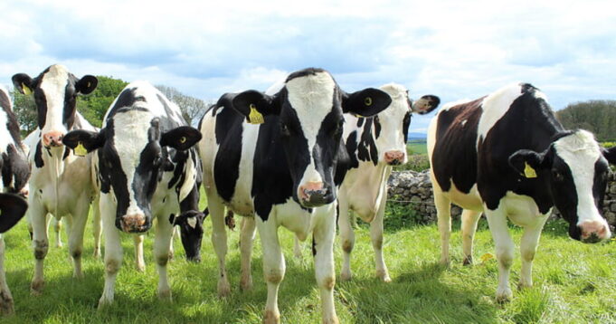 Peter Sweden: UNREAL- Danish CARBON TAX on Cows | The Gateway Pundit