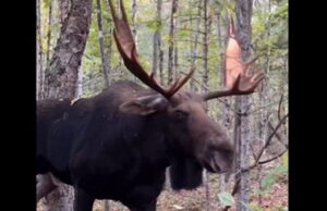 Man’s Encounter With Massive Bull Moose Goes Viral: ‘That’s Close Enough Bud’ (VIDEO) | The Gateway Pundit