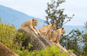 A Guide to Visiting Tsavo National Park in Kenya