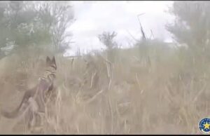 Texas DPS Uses K9 Unit to Track Illegal Aliens for 2 Miles, Results in Multiple Arrests (VIDEO) | The Gateway Pundit