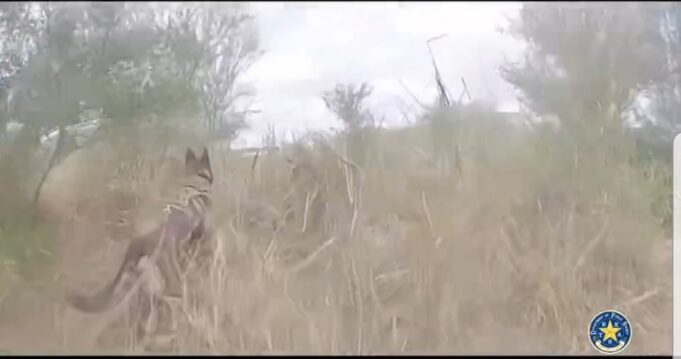 Texas DPS Uses K9 Unit to Track Illegal Aliens for 2 Miles, Results in Multiple Arrests (VIDEO) | The Gateway Pundit