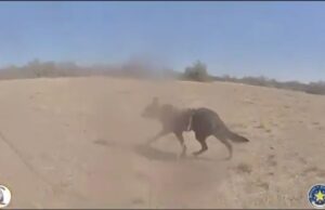 Biden Border Chaos – Texas DPS Track Six Illegal Aliens with K-9 Unit (VIDEO) | The Gateway Pundit