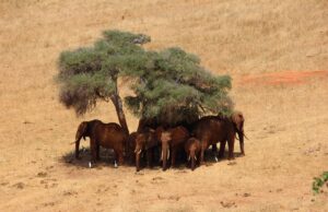 The Best Times of the Year to Go on Safari in Kenya