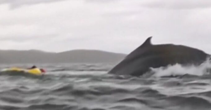 Watch: Real Life Jonah – Whale Gobbles Up Kayaker on Video Then Vomits Him Back Up Still Alive | The Gateway Pundit