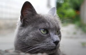 BEYOND PARODY: Scotland Considering Banning Ownership of Cats as Pets in Order to Save Birds | The Gateway Pundit