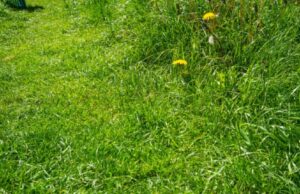 What is No Mow May and why is it important?