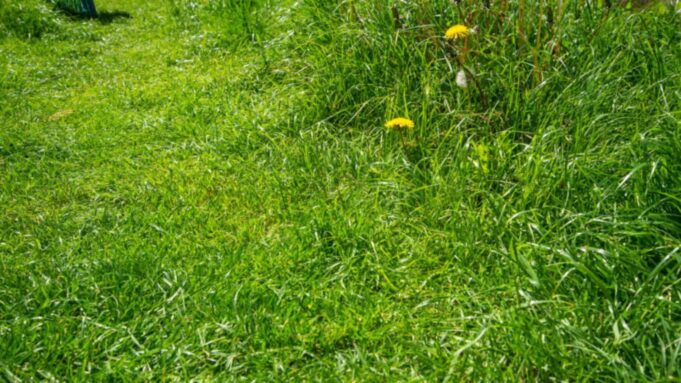 What is No Mow May and why is it important?