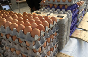 Trump’s DOJ Launches Investigation Into Soaring Egg Prices | The Gateway Pundit