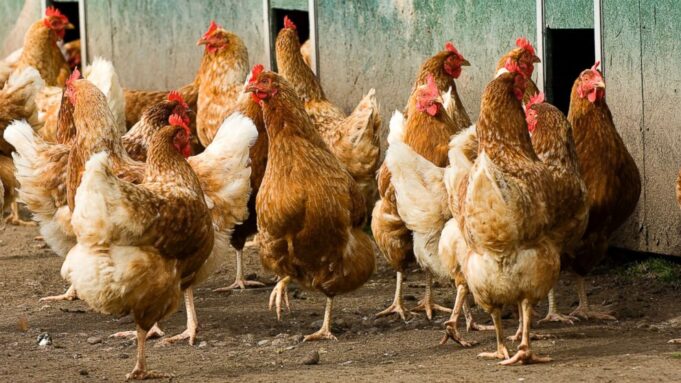 Trump’s Agriculture Secretary Encourages Americans to Raise Their Own Chickens at Home | The Gateway Pundit