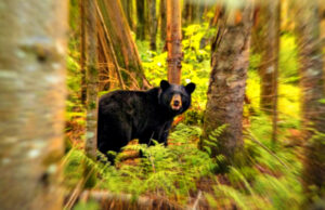 Outrage as Connecticut Father Arrested and Charged for Killing Bear Threatening His Two Children | The Gateway Pundit