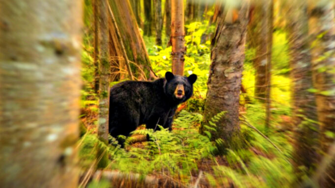 Outrage as Connecticut Father Arrested and Charged for Killing Bear Threatening His Two Children | The Gateway Pundit