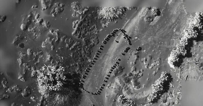 Trump Posts Video: ‘Houthis’ Gather for ‘Instructions,’ Seconds Later There’s Just a Crater Where They Stood | The Gateway Pundit