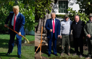 HILARIOUS! White House Trolls Libs, Names Replacement for 200 Year Old Jackson Magnolia “MAGAnolia” as Trump Plants Sapling at White House | The Gateway Pundit