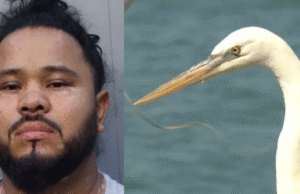 Happy Ending: Guatemalan Illegal Alien Deported After Attacking and Injuring Endangered Great White Heron – Bird Makes Full Recovery (VIDEO) | The Gateway Pundit