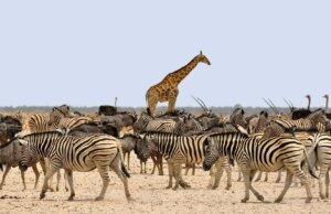 The Great Migration in Africa – Travel Dudes